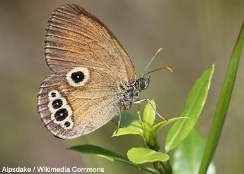 Fadet des laîches (Coenonympha oedippus)