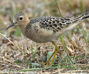 Bécasseau rousset (Calidris subruficollis)