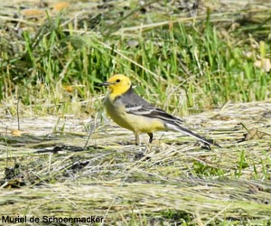 Bergeronnette citrine (Motacilla citreola)