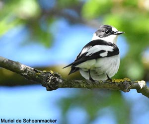 Gobemouche à collier (Ficedula albicollis) mâle