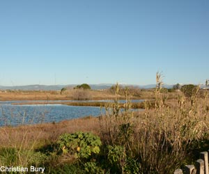 Vue de la lagune littorale temporaire dans la base nature François Léotard (Var)