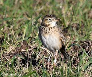 Pipit de Richard (Anthus richardi)