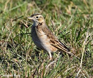 Pipit de Richard (Anthus richardi)