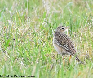 Pipit de Richard (Anthus richardi)