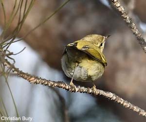 Pouillot de Hume (Phylloscopus humei)