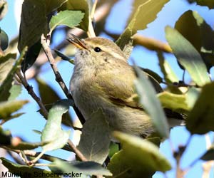 Pouillot de Hume (Phylloscopus humei)