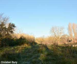 Vue de la ripisylve de l'Argens dans la base nature François Léotard (Var)