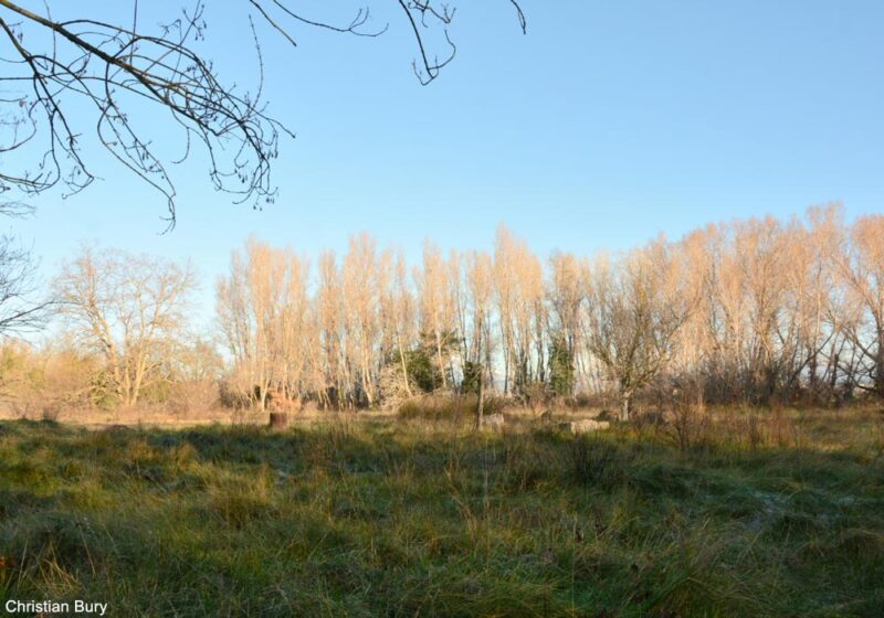 Observer les oiseaux dans la base nature François Léotard à Fréjus (Var), un ancien site militaire ouvert au public