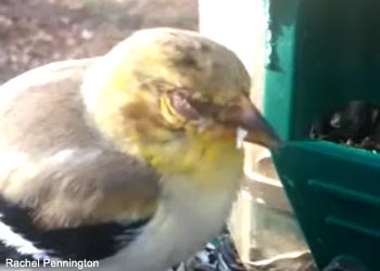 Chardonneret jaune (Spinus tristis) souffrant de mycoplasmose