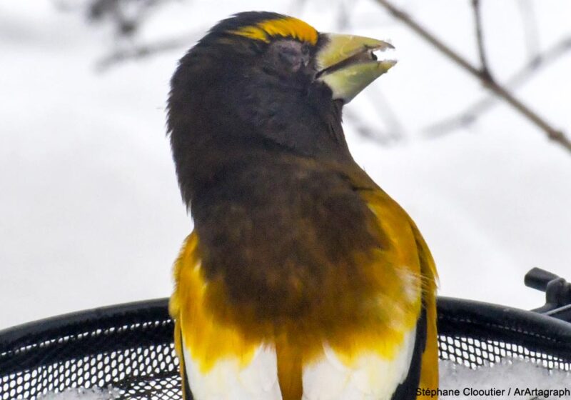 Présentation et prévention de la mycoplasmose, une maladie touchant surtout les oiseaux visitant les mangeoires d’Amérique du Nord