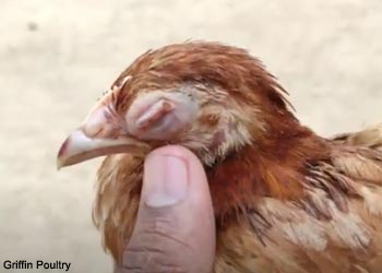 Poulet souffrant de mycoplasmose aviaire