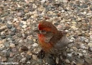 Roselin familier (Haemorhous mexicanus) mâle souffrant de mycoplasmose