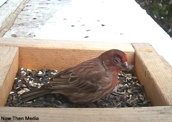 Roselin familier (Haemorhous mexicanus) mâle souffrant de mycoplasmose