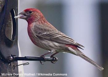 Roselin familier (Haemorhous mexicanus)