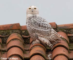 Harfang des neiges (Bubo scandiacus)