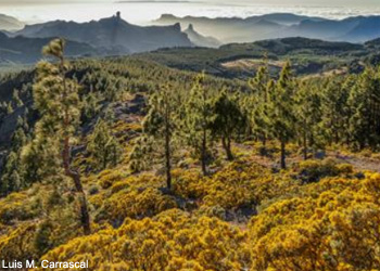 Vue de la pinède de La Cumbre, sur l'île de Grande Canarie (Espagne)