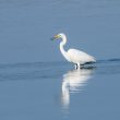 Grande Aigrette