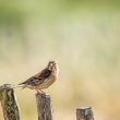 Linotte mélodieuse femelle