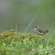 Pipit spioncelle chantant