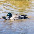 Accouplement de Canards colverts