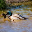 Accouplement de Canards colverts