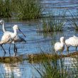 Spatules blanches au Teich