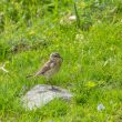 Pipit spioncelle avec une chenille