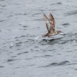 Puffin des Baléares décollant