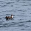 Puffin des Baléares