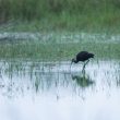 Ibis falcinelle en Camargue