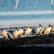 Ibis sacrés en Loire-Atlantique