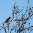 Pipit farlouse