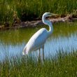 Grande Aigrette