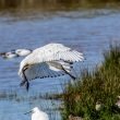 Spatule blanche dans le Teich