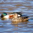 Couple de canards souchets