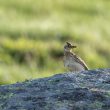 Alouette des champs avec des insectes dans le bec