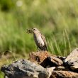 Pipit spioncelle avec insectes dans le bec