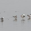 Mouettes pygmées et rieuses