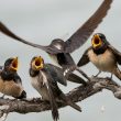 Hirondelles rustiques en Camargue