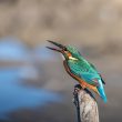 Martin pêcheur d’Europe avalant un poisson