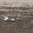 Sternes naines en Camargue