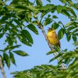 Bruant jaune chantant