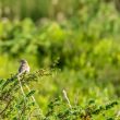 Pipit des arbres