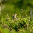 Pipit des arbres