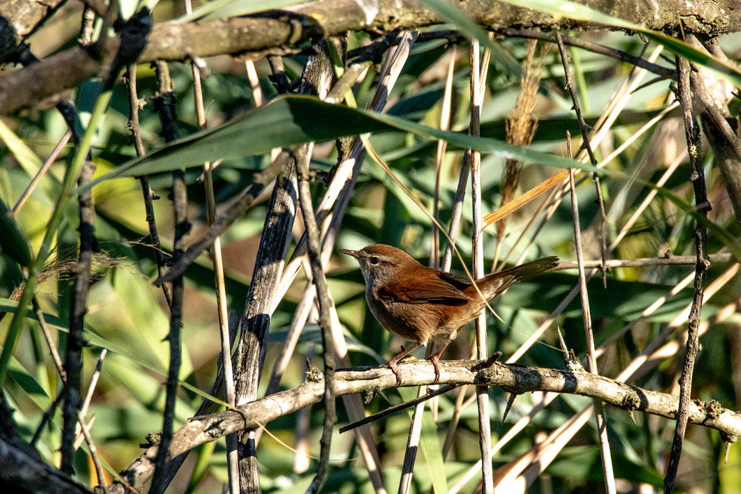 Bouscarle de Cetti