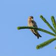 Bec croisé des sapins dans les Pyrénées