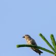 Bec croisé des sapins juvénile