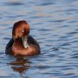 Fuligule nyroca dans les Tablas de Daimiel