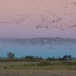 Vols d’étourneaux et d’autres oiseaux