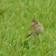 Pipit de Richard dans le polder Monod